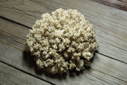 Полукруглый Натуральный Морской Коралл

- Размер (ВхШхШ): 8,5х13,5х13,5 см

. . фото 2