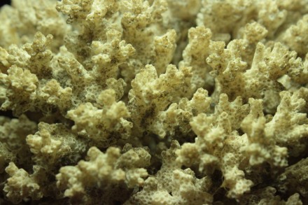 Полукруглый Натуральный Морской Коралл

- Размер (ВхШхШ): 8,5х13,5х13,5 см

. . фото 9