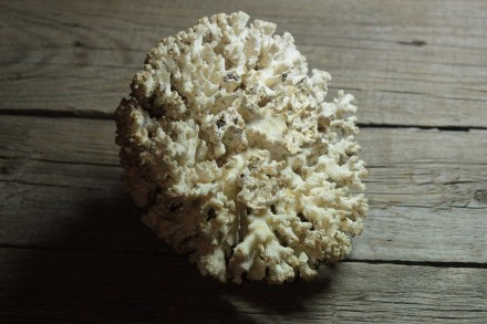 Полукруглый Натуральный Морской Коралл

- Размер (ВхШхШ): 8,5х13,5х13,5 см

. . фото 5