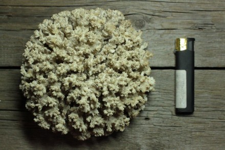Полукруглый Натуральный Морской Коралл

- Размер (ВхШхШ): 8,5х13,5х13,5 см

. . фото 3