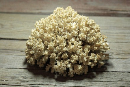 Полукруглый Натуральный Морской Коралл

- Размер (ВхШхШ): 8,5х13,5х13,5 см

. . фото 7