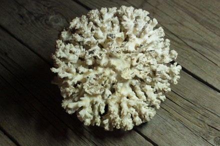 Полукруглый Натуральный Морской Коралл

- Размер (ВхШхШ): 8,5х13,5х13,5 см

. . фото 4