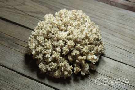 Полукруглый Натуральный Морской Коралл

- Размер (ВхШхШ): 8,5х13,5х13,5 см

. . фото 1