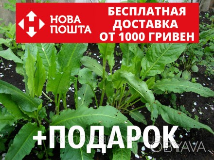 Шпинат Утеуша щавнат семена 0,5 гр. (около 100 шт) гибрид щавля и шпината