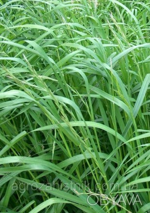 Райграс одна из лучших многолетних, пастбищных, быстрорастущих трав ярового типа. . фото 1