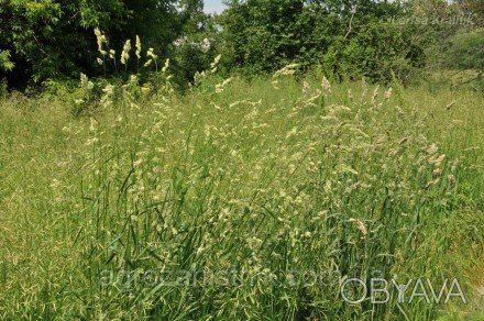 Грястиця збірна - багаторічна злакова нещільна кущова трава, одна з найкращих тр. . фото 1