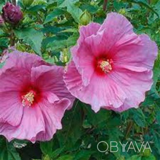 Гибискус травянистый Розовая луна



www http://tatyanin-cad.at.ua. . фото 1