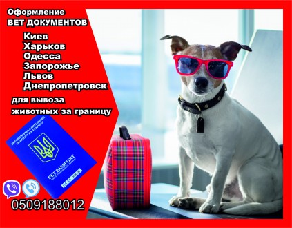 Оформлення документів для вивезення собаки з України до Європи. Харків. фото 1 Оформлення документів для вивезення собаки з України до Європи. Харків. фото 1