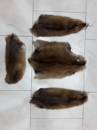 Продам  чучело голова лисицы(500грв),белка (1500грв) ,канюк обыкновенный (1500гр. . фото 7