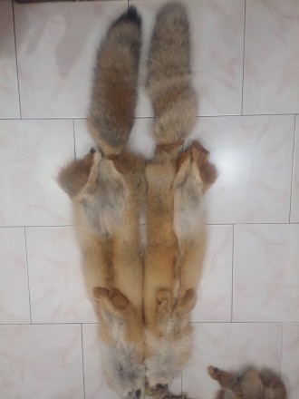 Продам  чучело голова лисицы(500грв),белка (1500грв) ,канюк обыкновенный (1500гр. . фото 3