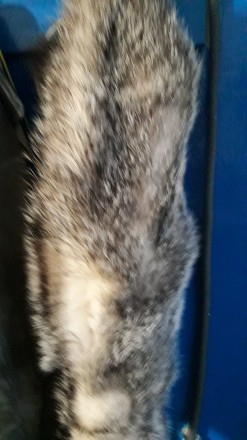 Продам  чучело голова лисицы(500грв),белка (1500грв) ,канюк обыкновенный (1500гр. . фото 8