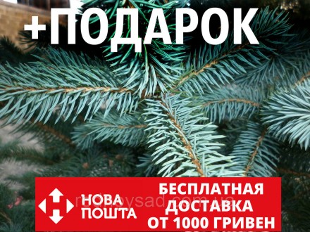 Ель голубая семена 0,25 гр. (около 50 шт) (Pīcea pūngens) для выращивания саженц. Бердянск. фото 1 Ель голубая семена 0,25 гр. (около 50 шт) (Pīcea pūngens) для выращивания саженц. Бердянск. фото 1