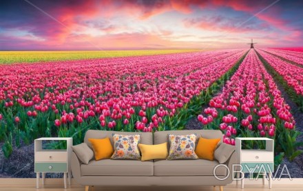 
Миллионы людей во всем мире приезжают в Голландию в период цветения тюльпанов, . . фото 1