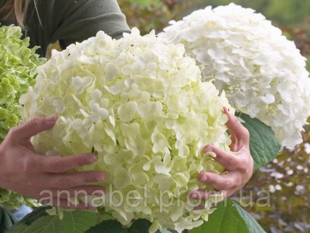 Гортензия древовидная Стронг Аннабель, Р9 / Hydrangea arborescens Strong Annabel. Киев. фото 1