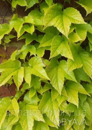 
Декоративная разновидность винограда триостренного с желтыми листьями. Цепляетс. . фото 1