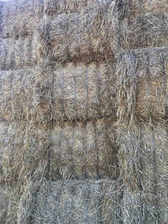 До Вашої уваги більше 1000т. пшеничної соломи, вологість-16%, відмінної якості, . . фото 3
