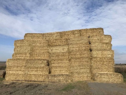 До Вашої уваги більше 1000т. пшеничної соломи, вологість-16%, відмінної якості, . . фото 8