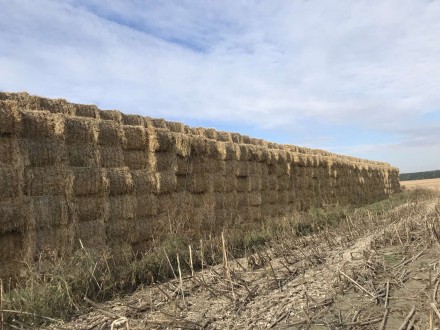 До Вашої уваги більше 1000т. пшеничної соломи, вологість-16%, відмінної якості, . . фото 6