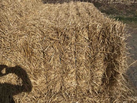 До Вашої уваги більше 1000т. пшеничної соломи, вологість-16%, відмінної якості, . . фото 11