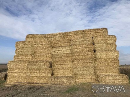 До Вашої уваги більше 1000т. пшеничної соломи, вологість-16%, відмінної якості, . . фото 1