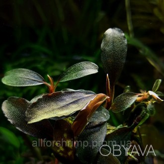 Bucephalandra sp. Blue Metalik - редкое аквариумное растение из семейства Ароидн. . фото 1