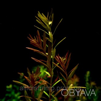 У нас Вы можете купить Ротала круглолистная / Rotala rotundifolia var. colorata
. . фото 1
