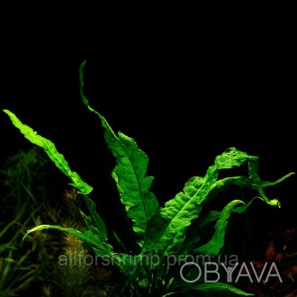 У нас Вы можете купить Папоротник Microsorum pteropus "Wave leaf"
Оптимальные ус. . фото 1