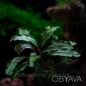 Bucephalandra sp Nanga Taman Black Ventii, - редкое аквариумное растение из семе. . фото 1