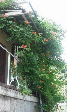 Продам саженцы Кампсиса (Текомы). Днепр. фото 1 Продам саженцы Кампсиса (Текомы). Днепр. фото 1