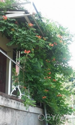 Продам саженцы Капсиса (Текомы), многолетней вьющейся лианы. Цветет ярко-оранжев. . фото 1