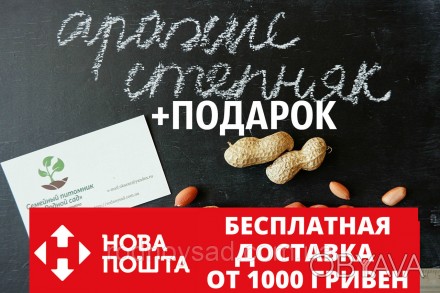 
Всё больше садоводов Украины хотят купить семена арахиса Степняк. Этот отечеств. . фото 1