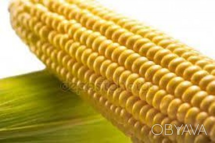 Високоврожайний гібрид кукурудзи з високими показниками якості та стабільності в. . фото 1