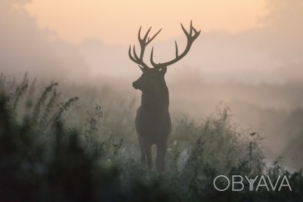 Открытка с фото гордого оленя в дикой природе, окутанного утренним туманом.
Глян. . фото 1