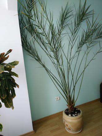 Кімнатна фінікова пальма висотою 2 метри у гарному декоративному вазоні.
Розкіш. . фото 3
