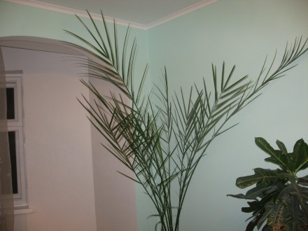Кімнатна фінікова пальма висотою 2 метри у гарному декоративному вазоні.
Розкіш. . фото 2
