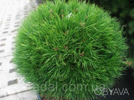 Сосна горная Варелла (Pinus mugo Varella) 
Растения в горшках С2 (гошок 2 литра). . фото 1