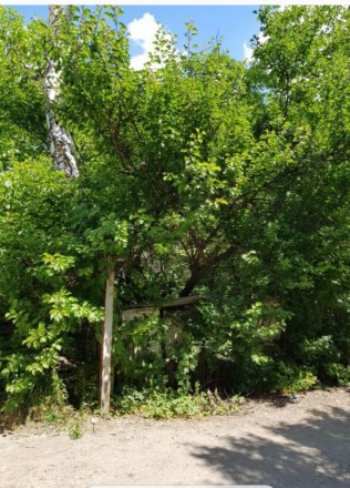 Аренда дачного участка. Киев. фото 1 Аренда дачного участка. Киев. фото 1